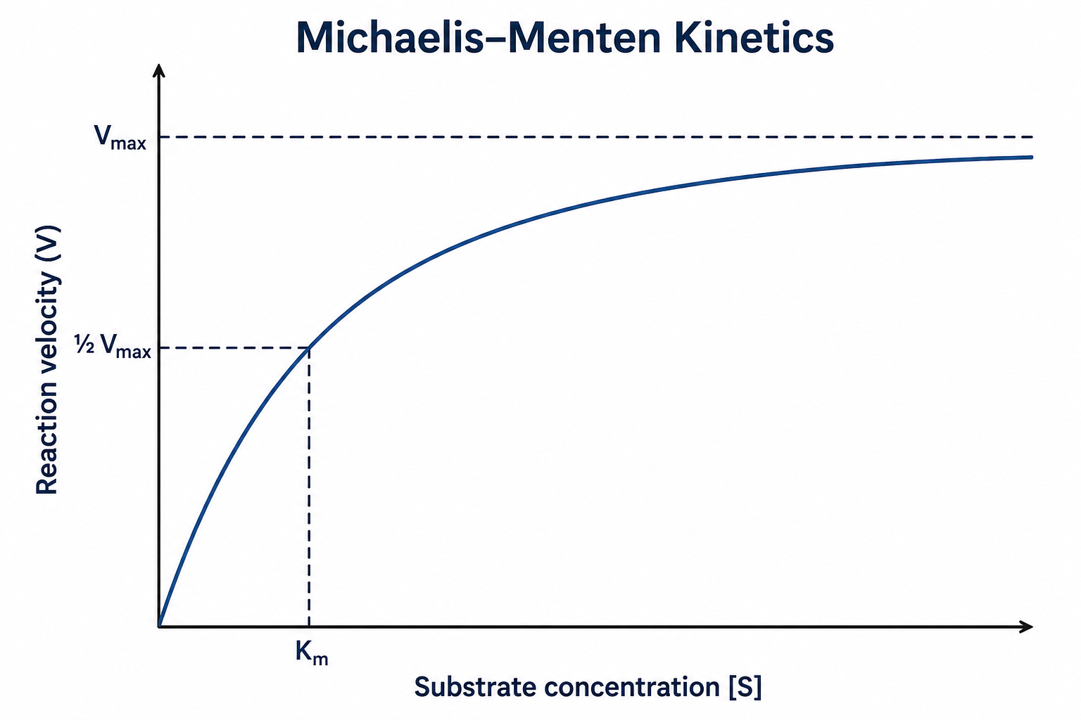 A Michaelis–Menten plot of reaction velocity (V) versus substrate concentration [S]: a hyperbolic curve that rises steeply at low substrate and levels off at a maximum velocity (Vmax). A dashed line marks one-half of Vmax, and the substrate concentration at that point is labeled Km.