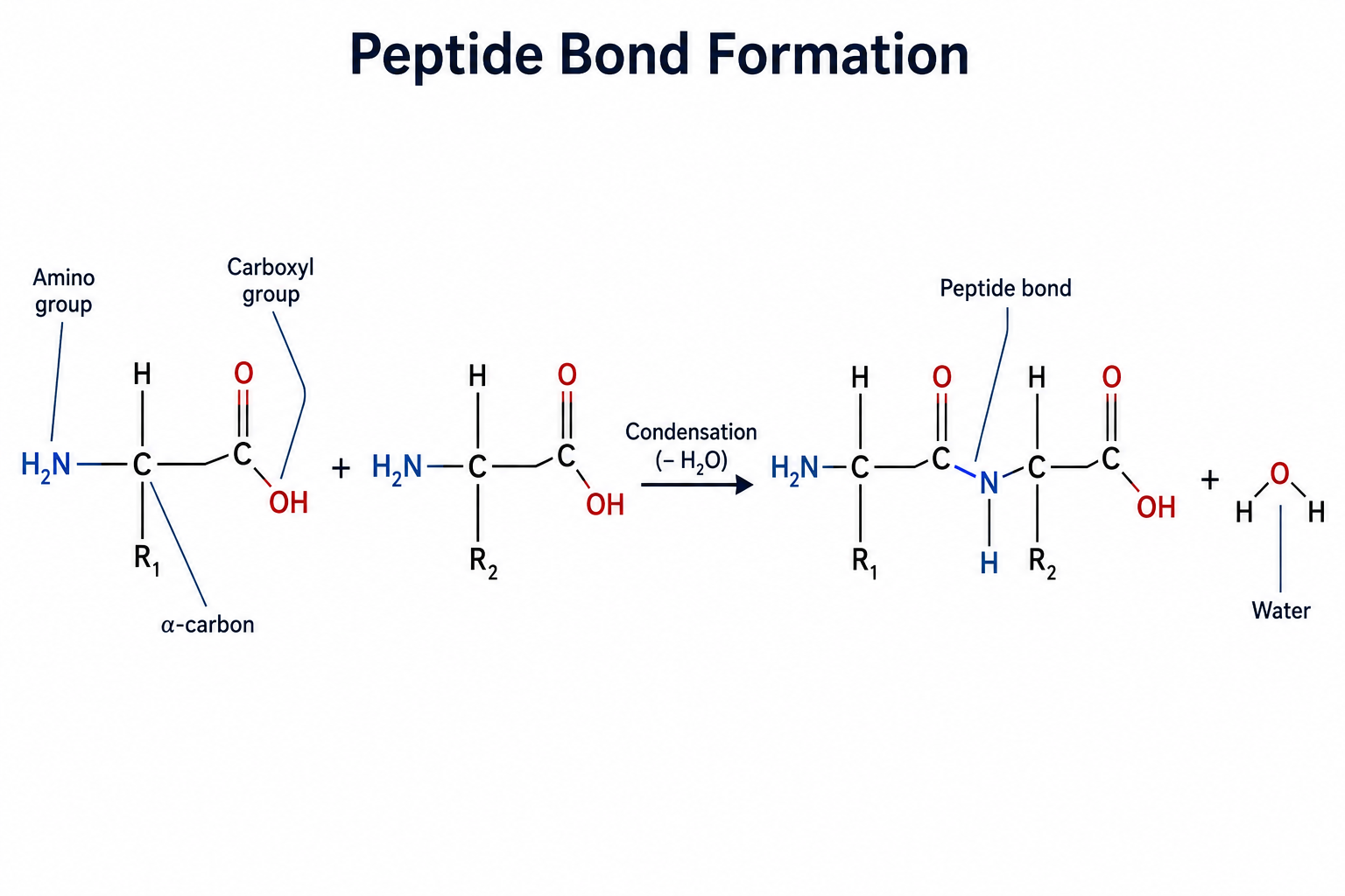 A reaction diagram of peptide bond formation: two amino acids, each with an α-carbon bearing an amino group, a carboxyl group, and a side chain (R₁, R₂), undergo a condensation reaction that removes a molecule of water and joins them through a peptide (amide) bond to form a dipeptide.
