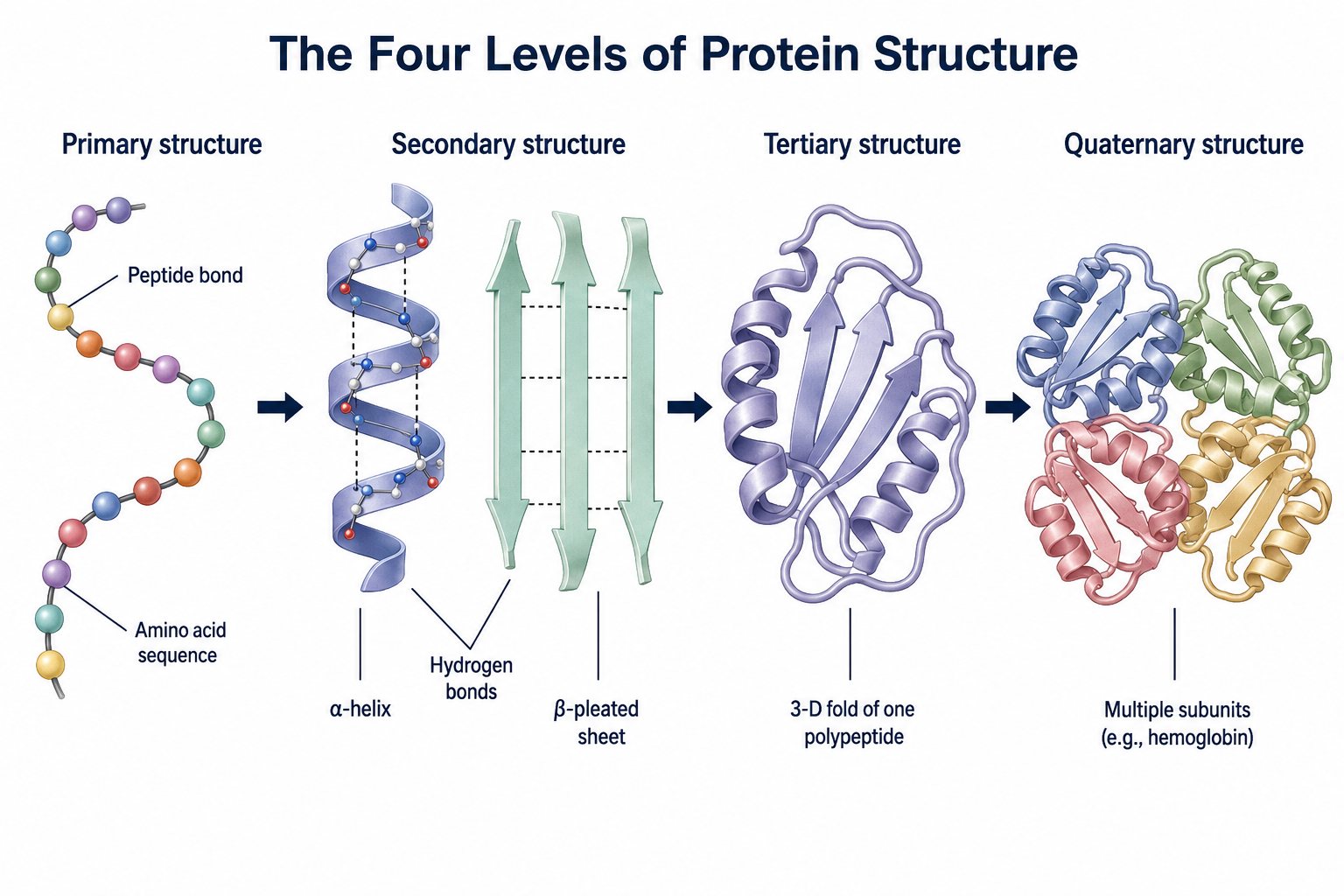 A left-to-right diagram of the four levels of protein structure: primary (a linear chain of amino-acid beads joined by peptide bonds, labeled the amino acid sequence), secondary (an α-helix and a β-pleated sheet held together by backbone hydrogen bonds), tertiary (a single polypeptide folded into a compact 3-D globular shape), and quaternary (several folded subunits assembled into one protein, as in hemoglobin).