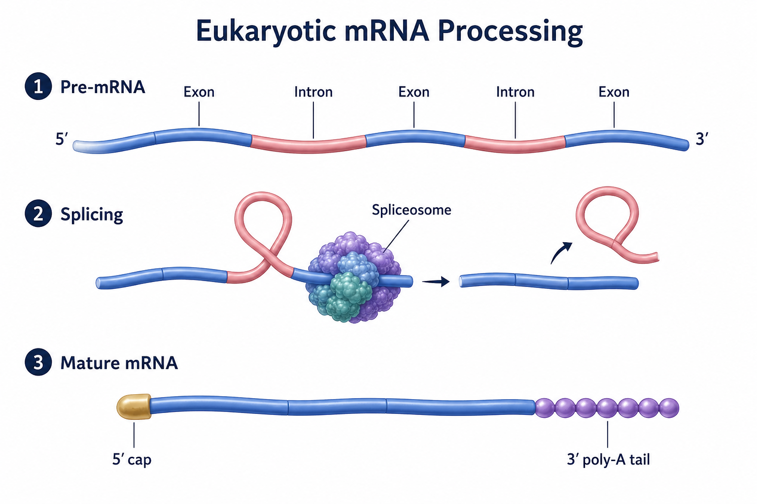 Eukaryotic mRNA processing in three steps. The pre-mRNA contains alternating exons and introns. The spliceosome removes the introns (as lariats) and joins the exons. The resulting mature mRNA carries a 5′ cap at the front and a 3′ poly-A tail at the end.