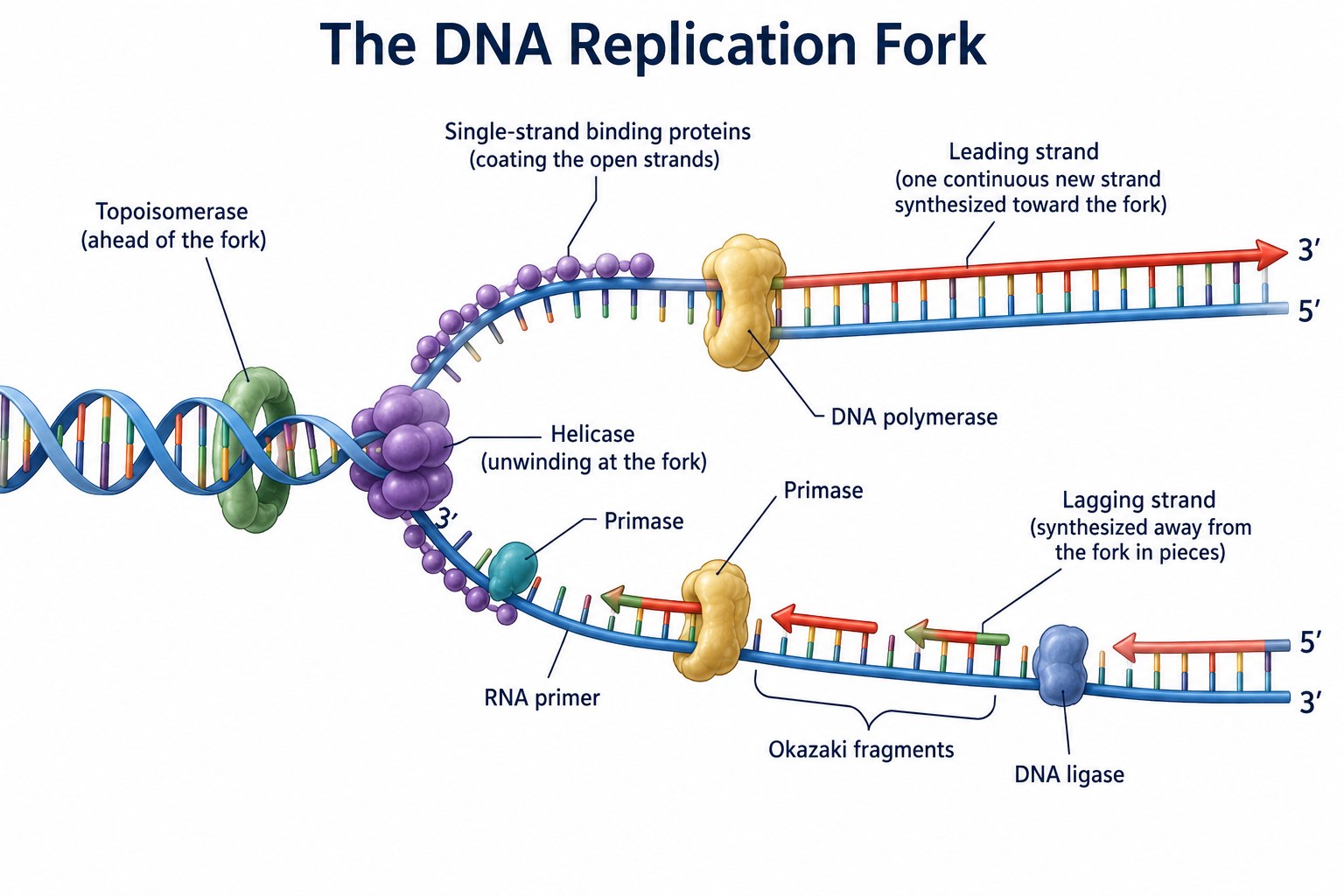 The DNA replication fork. Helicase unwinds the parental helix while single-strand binding proteins hold the strands apart and topoisomerase relieves strain ahead of the fork. Primase lays RNA primers; DNA polymerase synthesizes the continuous leading strand toward the fork and the lagging strand in short Okazaki fragments away from the fork, which DNA ligase joins. All new synthesis runs 5′ to 3′.