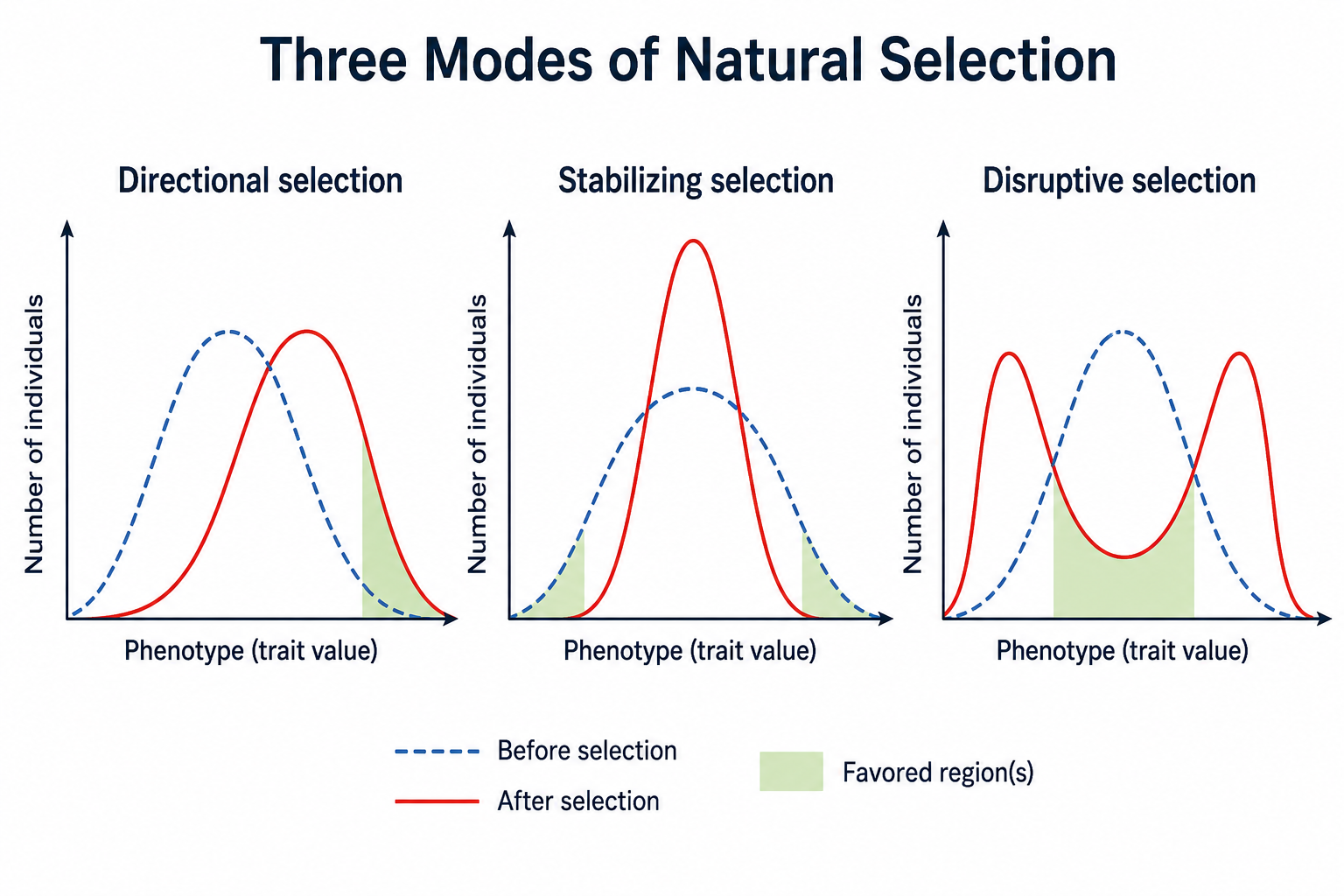 Three trait-distribution graphs comparing a population before and after selection. Directional selection shifts the curve toward one extreme; stabilizing selection narrows it around the mean; disruptive selection splits it into two peaks at both extremes.