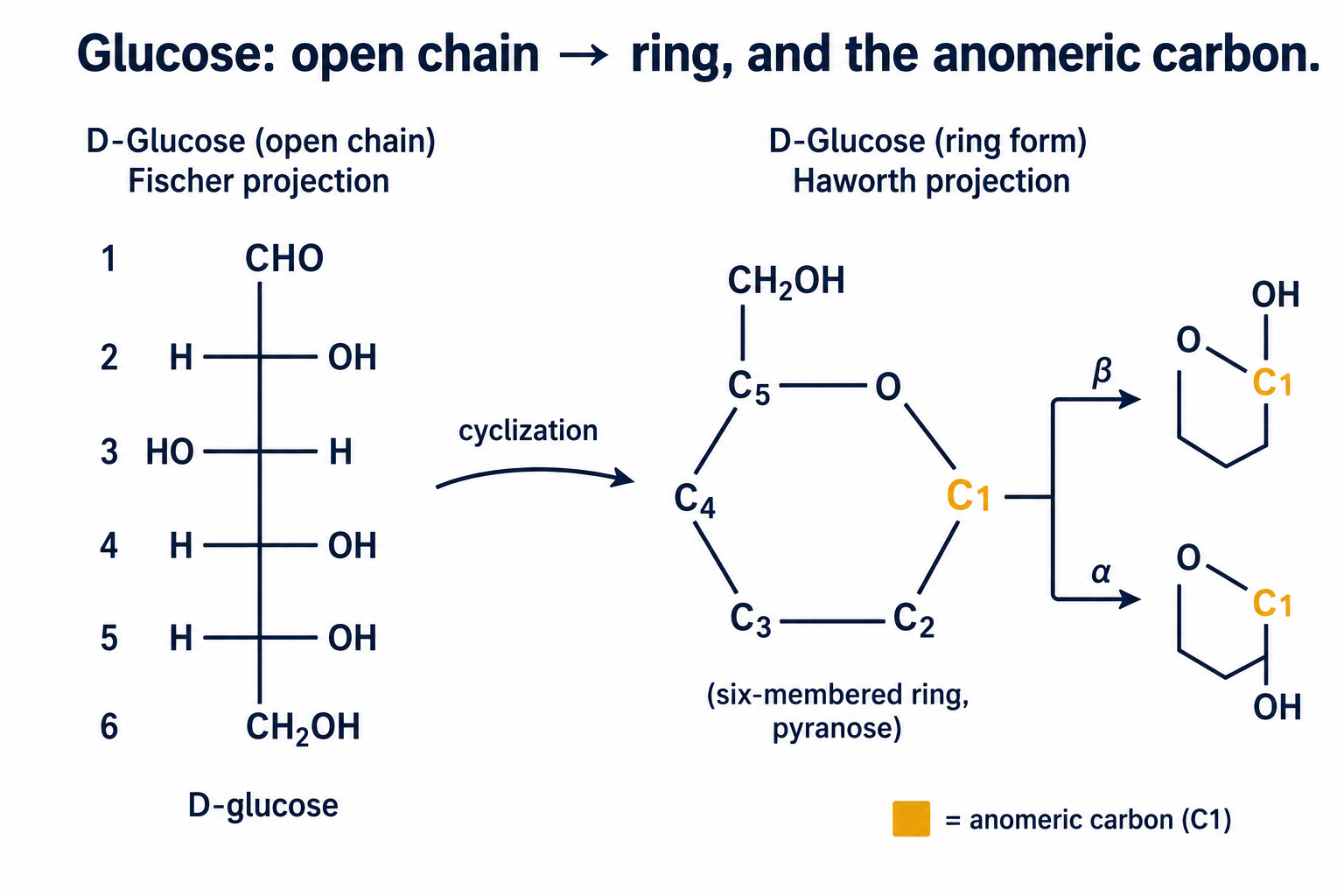 D-glucose drawn two ways. Left: the open-chain Fischer projection, with carbon 1 the aldehyde at the top and carbon 6 the CH₂OH at the bottom. Right: after cyclization, the six-membered Haworth ring (a pyranose) with the ring oxygen at the top; the anomeric carbon (C1) is highlighted, and its hydroxyl points up in the β form and down in the α form.