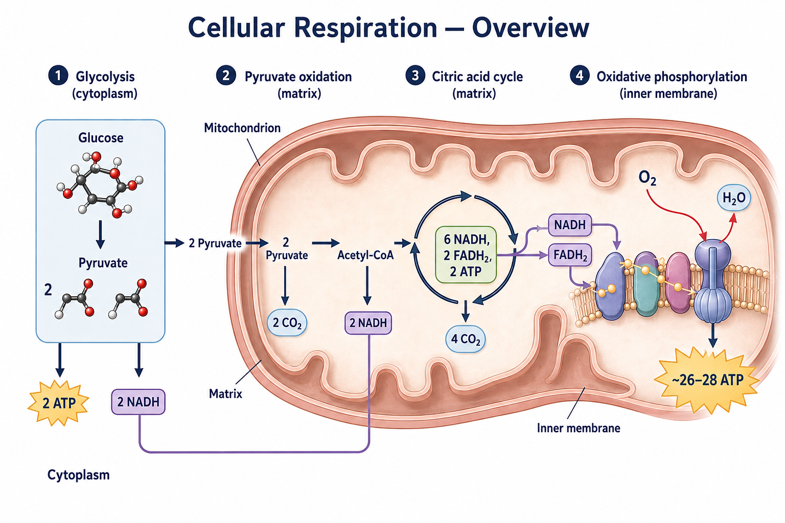 An overview of cellular respiration in four stages with their locations: glycolysis in the cytoplasm (glucose → 2 pyruvate, 2 ATP, 2 NADH); pyruvate oxidation in the matrix (2 pyruvate → 2 acetyl-CoA, 2 NADH, 2 CO₂); the citric acid cycle in the matrix (6 NADH, 2 FADH₂, 2 ATP, 4 CO₂); and oxidative phosphorylation on the inner mitochondrial membrane, where NADH and FADH₂ feed the electron transport chain, O₂ is reduced to H₂O, and about 26–28 ATP are produced.