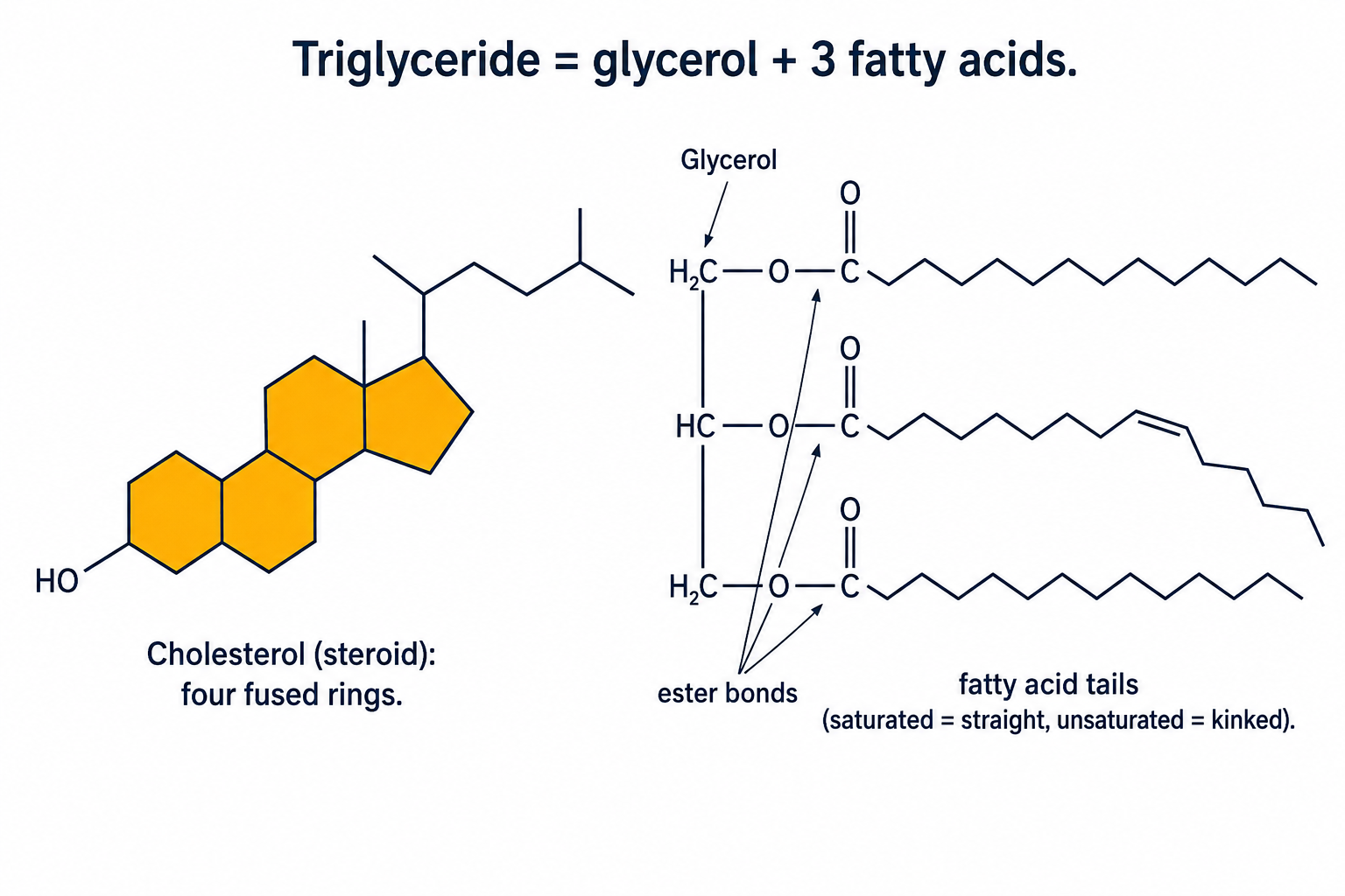 Two lipids side by side. Left: cholesterol, a steroid built from four fused rings (three six-membered and one five-membered, highlighted) with a hydroxyl group on one end and a short hydrocarbon tail on the other. Right: a triglyceride — a three-carbon glycerol backbone joined by three ester bonds to three fatty-acid chains, one drawn straight (saturated) and one kinked at a cis double bond (unsaturated).