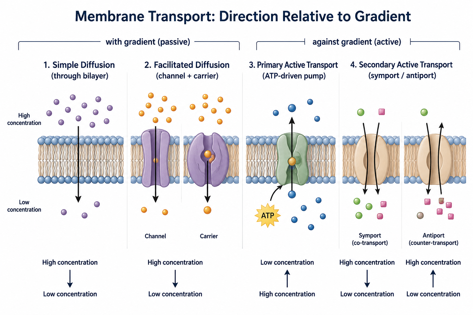 Four modes of membrane transport. With the gradient (passive): simple diffusion through the bilayer and facilitated diffusion through a channel or a carrier, both moving solute from high to low concentration. Against the gradient (active): primary active transport by an ATP-driven pump, and secondary active transport by symport (co-transport) or antiport (counter-transport).