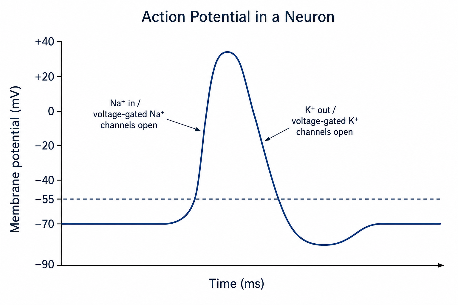 A graph of membrane potential (mV) versus time for one action potential: the membrane rests at −70 mV, a stimulus brings it to the −55 mV threshold (dashed line), then voltage-gated Na⁺ channels open and Na⁺ rushes in for a rapid depolarization to about +35 mV; voltage-gated K⁺ channels then open and K⁺ flows out for repolarization, undershooting below −70 mV (hyperpolarization) before returning to the resting potential.