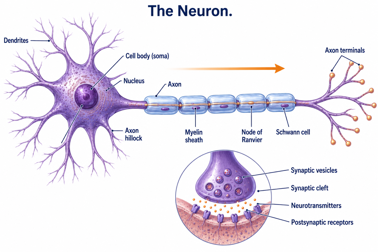 A neuron labeled with dendrites, cell body (soma), nucleus, axon hillock, axon, myelin sheath, nodes of Ranvier, Schwann cells, and axon terminals, with an inset of a synapse showing synaptic vesicles, the synaptic cleft, neurotransmitters, and postsynaptic receptors.